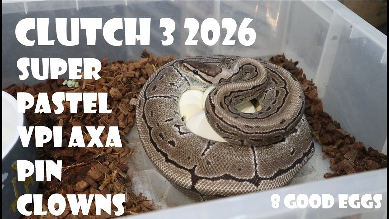 CLUTCH 3 2026 - SUPER PASTEL VPI AXANTHIC PINSTRIPE CLOWNS - 8 GOOD EGGS