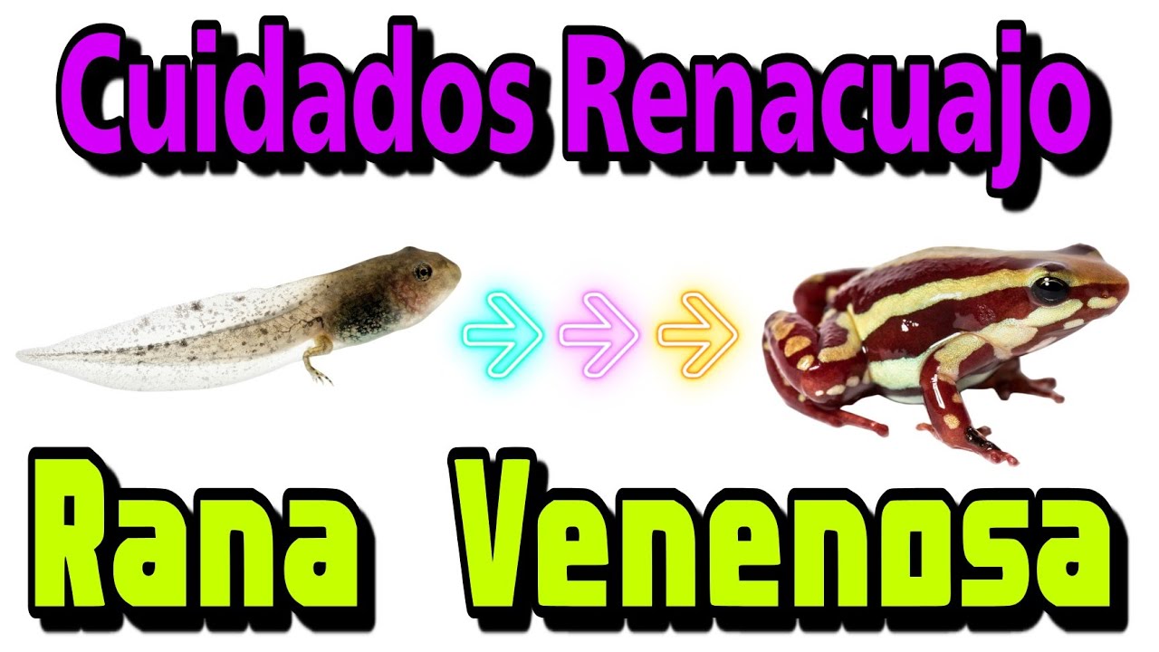 Cuidados de Renacuajo Epipedobates Santa Isabel!! | AQUA RC |