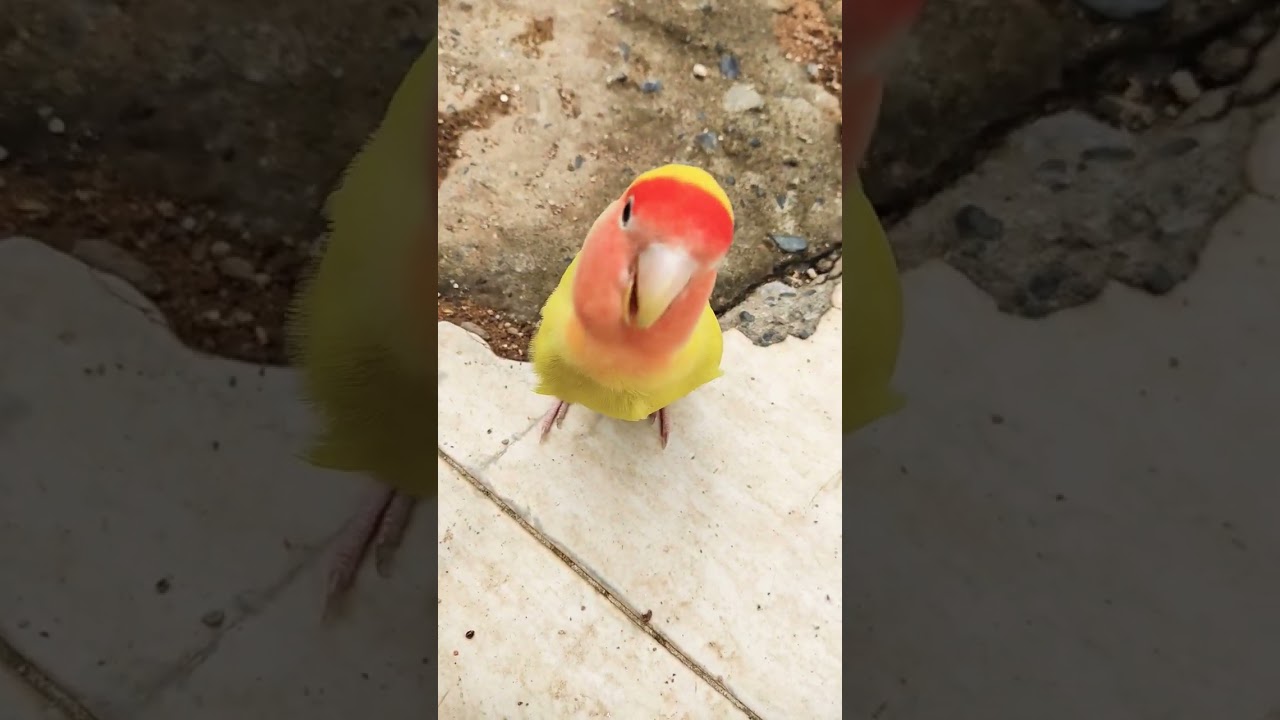 agapornis f&ecirc;mea