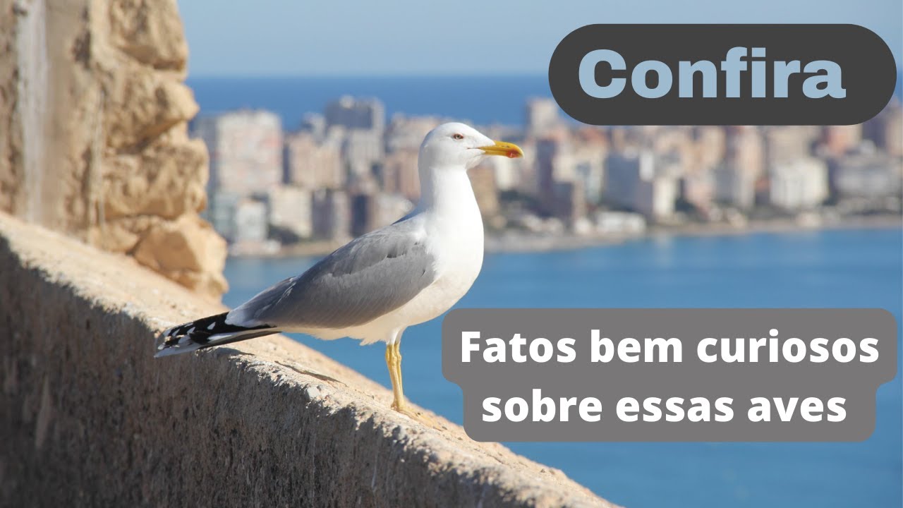 Curiosidades que VOC&Ecirc; PRECISA SABER sobre as GAIVOTAS