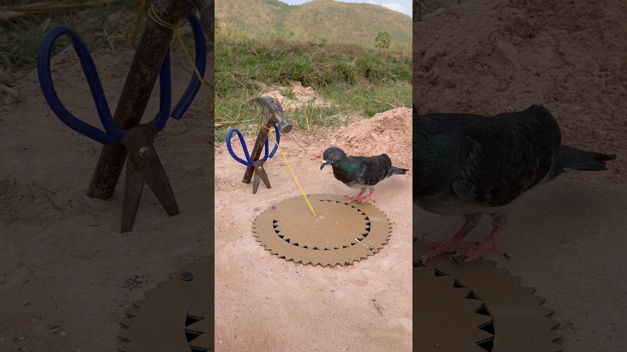 Unique Beautiful DIY Bird Trap #youtubeshorts