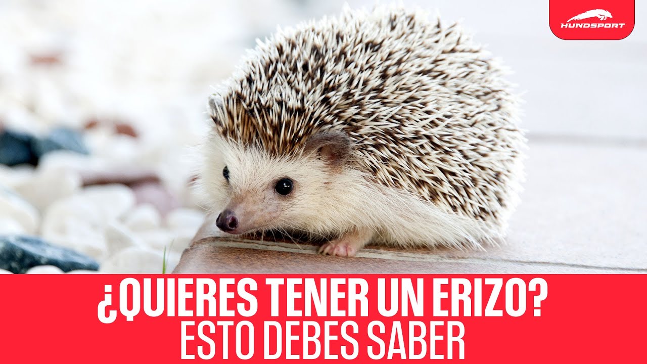 Erizo mascota 🦔 | Aprende todos sus CUIDADOS antes de adoptarlo