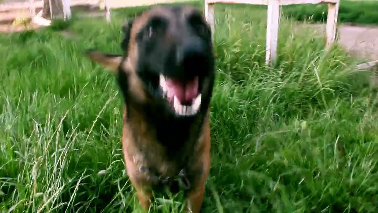 Unstoppable Belgian Malinois Speed! ⚡️ | Best Guard Dog Ever?#shorts