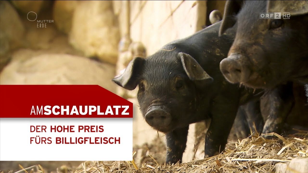 Der Preis f&uuml;rs Billigfleisch  | Am Schauplatz