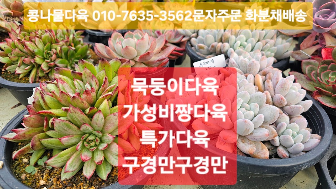 시집 보내기 아까운 다육들,묵둥이들,가성비짱다육 화분채배송 010-7635-3562택배문자주문 콩나물다육 