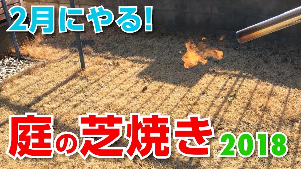 【庭の芝生】ガスバーナーで雑草の種や虫の卵を駆除！【芝焼き】