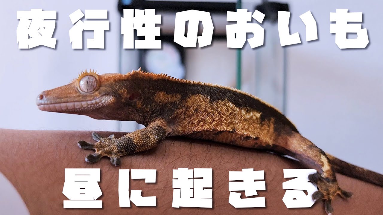 昼から元気だ！おいもさん！