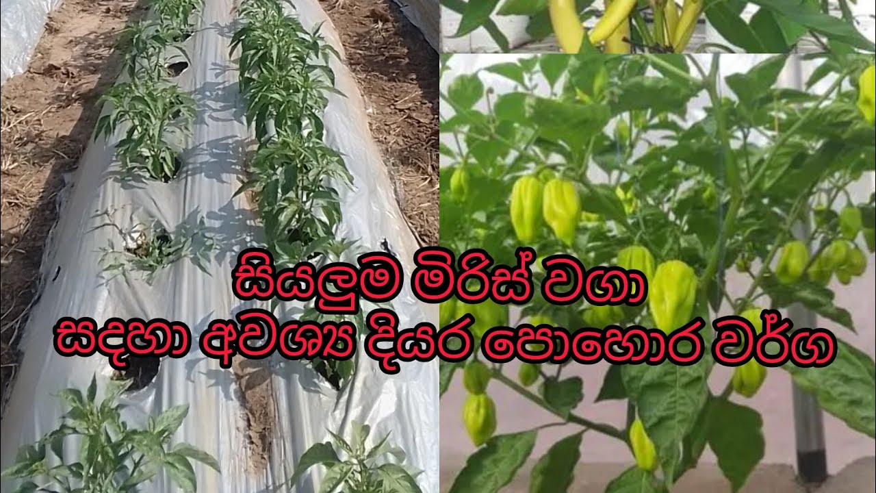 සියලුම මිරිස් වගා සදහා අවශ්‍ය දියර පොහොර වර්ග