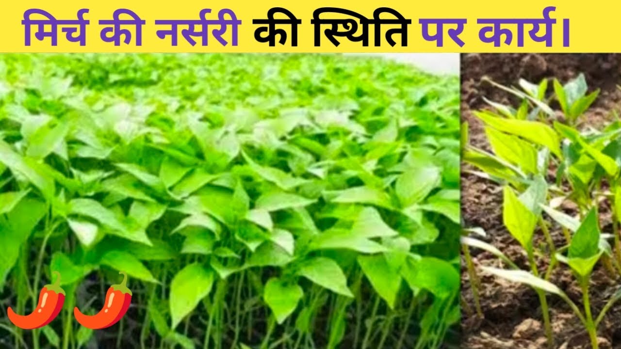मिर्च की नर्सरी कैसे करें। #Mirch_ki_nursery_kaise_taiyar_kare 