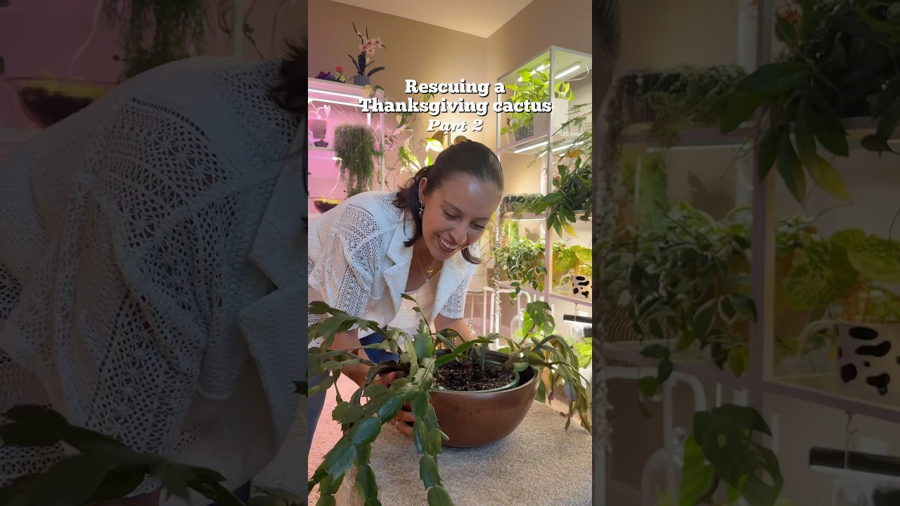 This 20 year old holiday cactus was in need of help  #thanksgivingcactus #plantcaretips #plantrescue