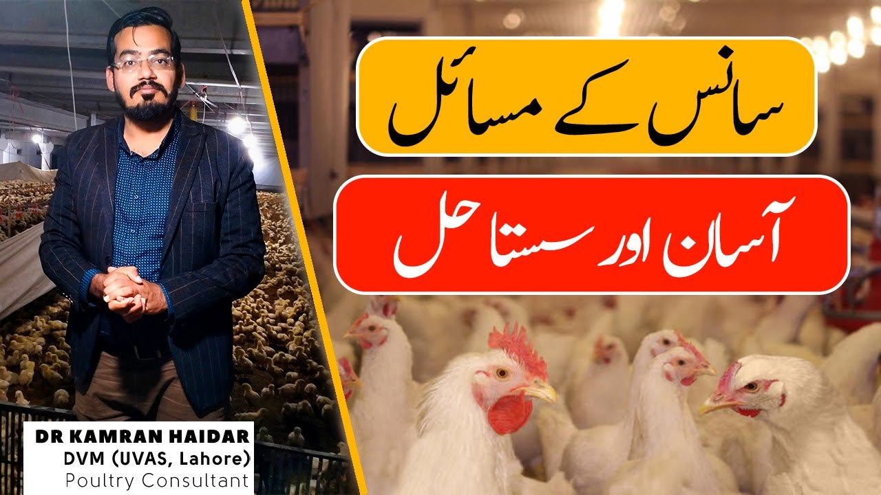 Cheap Treatment of Sneezing, Coughing, Gasping, Cold, Flu & Fever in Chickens, Ducks, Aseels & Birds