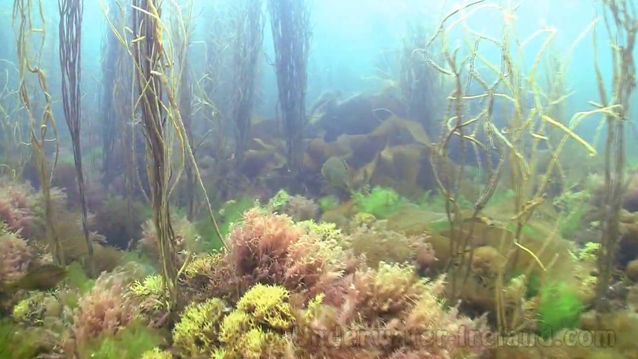 How to film underwater while snorkeling in Kerry, Ireland. Seabass, spidercrab, pipefish.