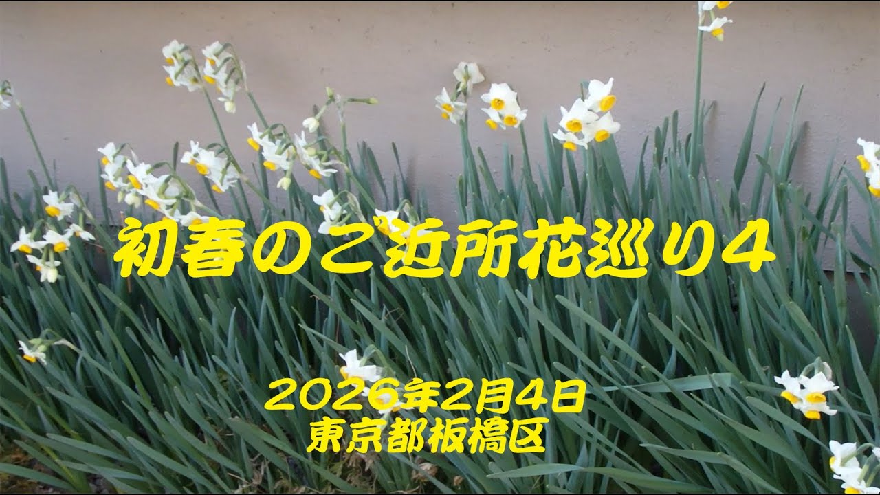 初春のご近所花巡り4