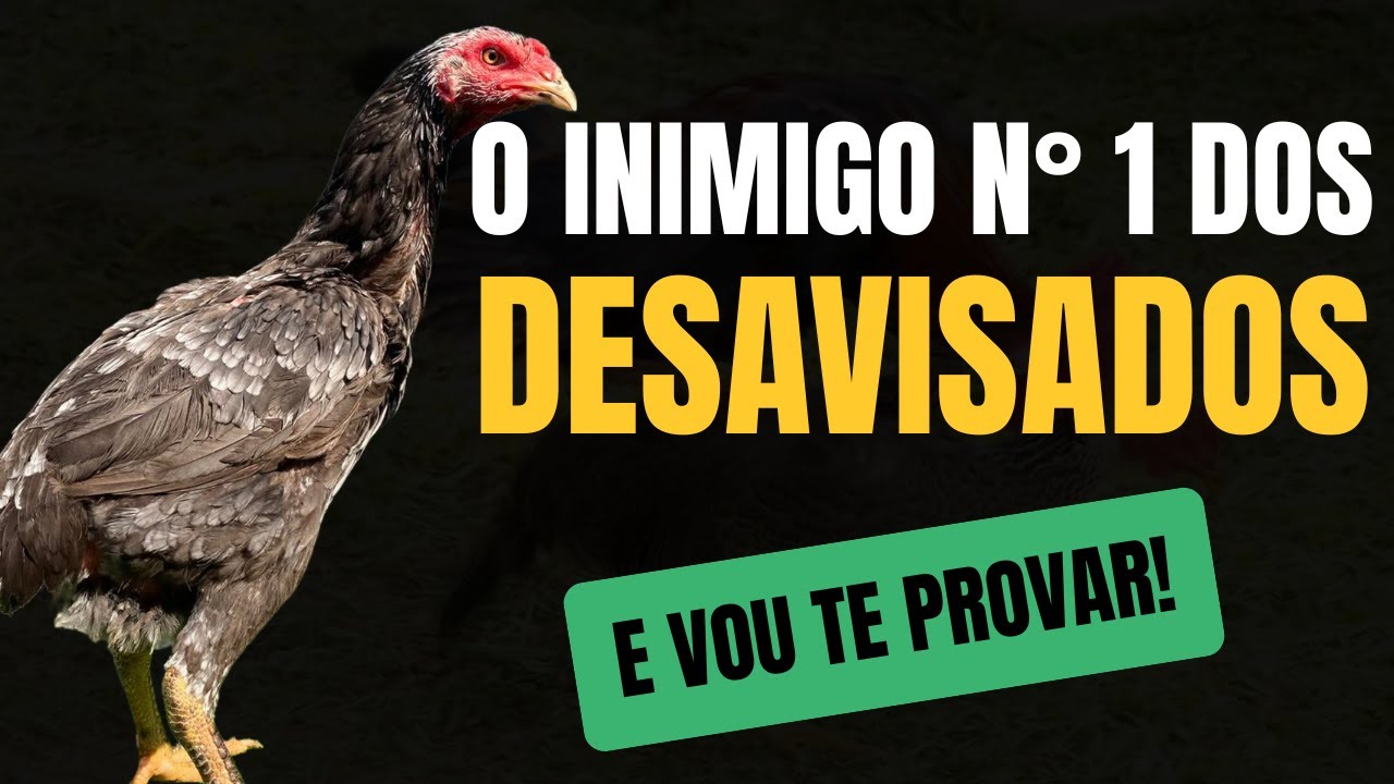 O segredo da MATRIZ campeã no galo MURA!