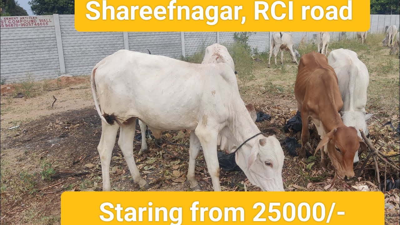 saste bull's at shareefnagar #bullsmarket #bulls