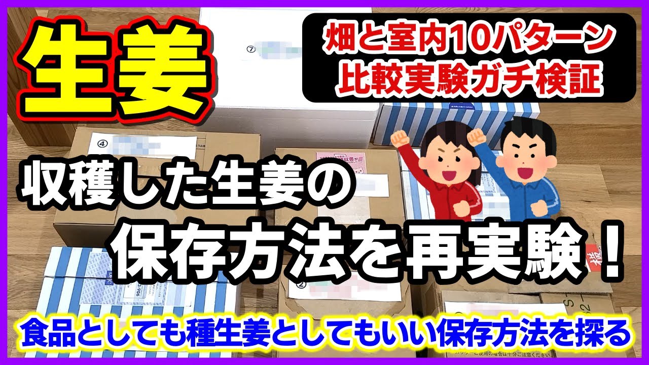 【収穫した生姜の保存方法を再実験】畑と室内10パターンで比較実験ガチ検証してみた／食品としても種生姜としてもいい保存方法を探る／収穫後の保存／ショウガの保存方法