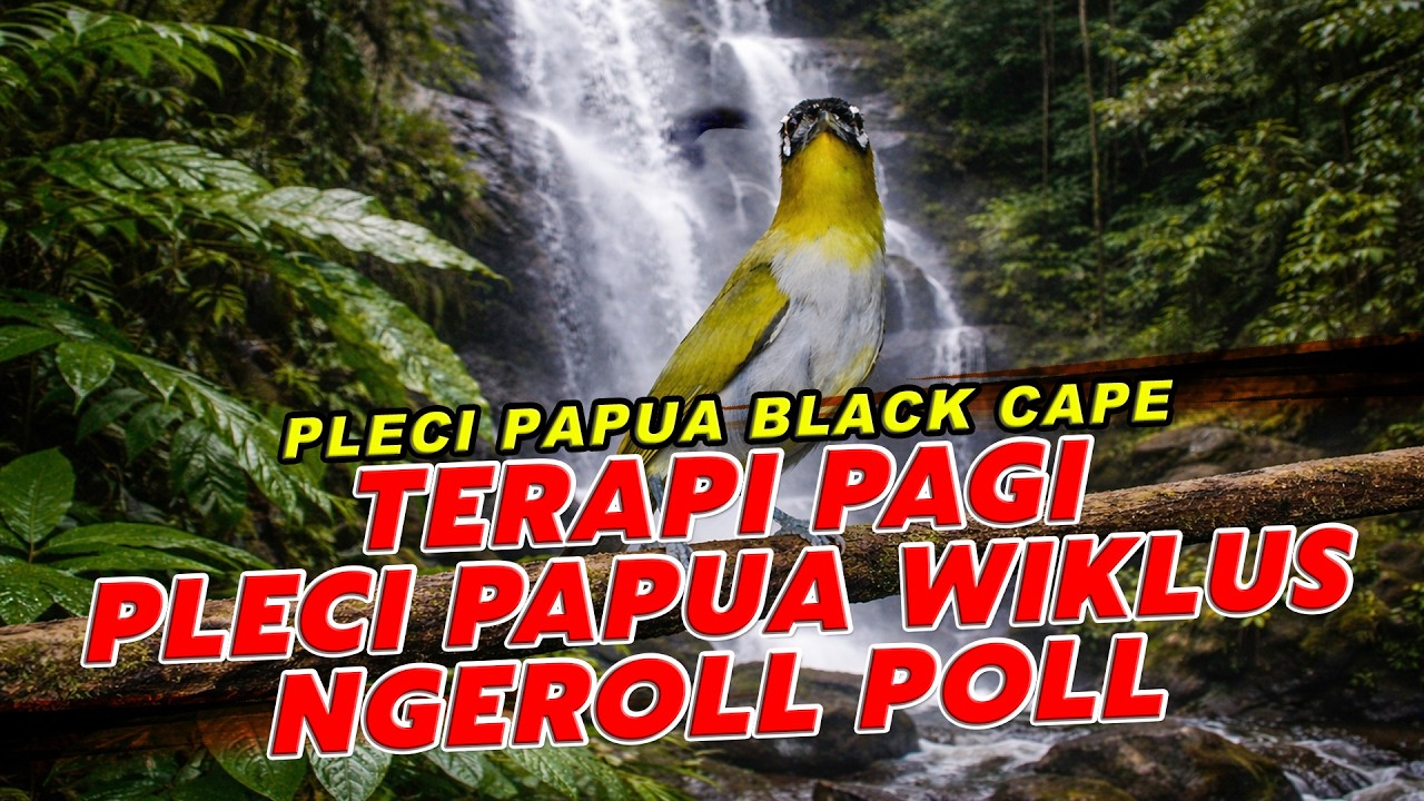 Terapi Pagi Pleci Papua Wiklus – Full Ngerol Gacor