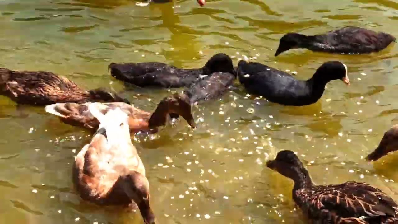 Feeding Birds at Ostpark | Coots, Ducks and Geese Caused a Fuss 🦆🌊 #birds