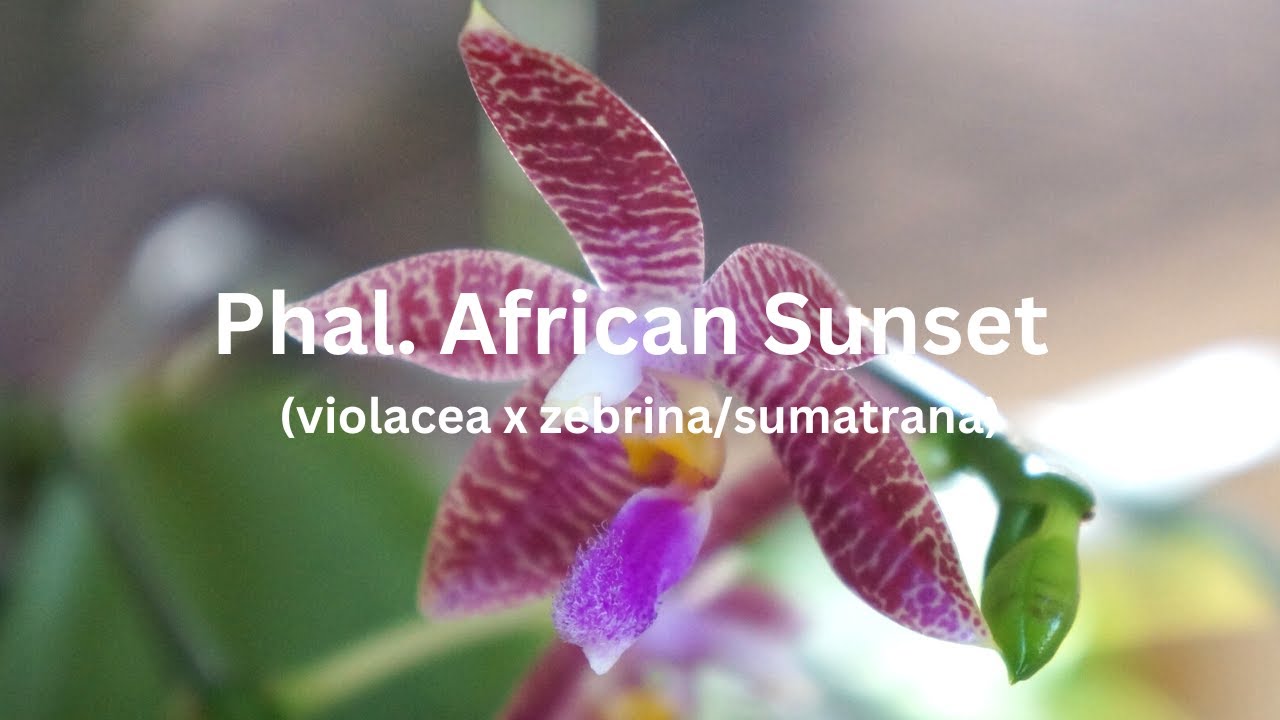 Phalaenopsis African Sunset (violacea x zebrina/sumatrana) | Orchid Care Tips