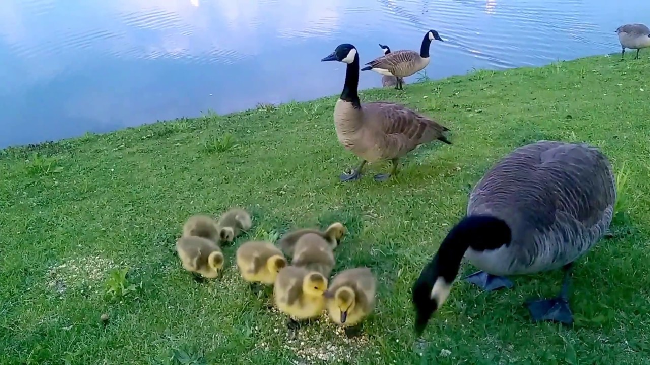 Canada Goose Family (05-24-2015)