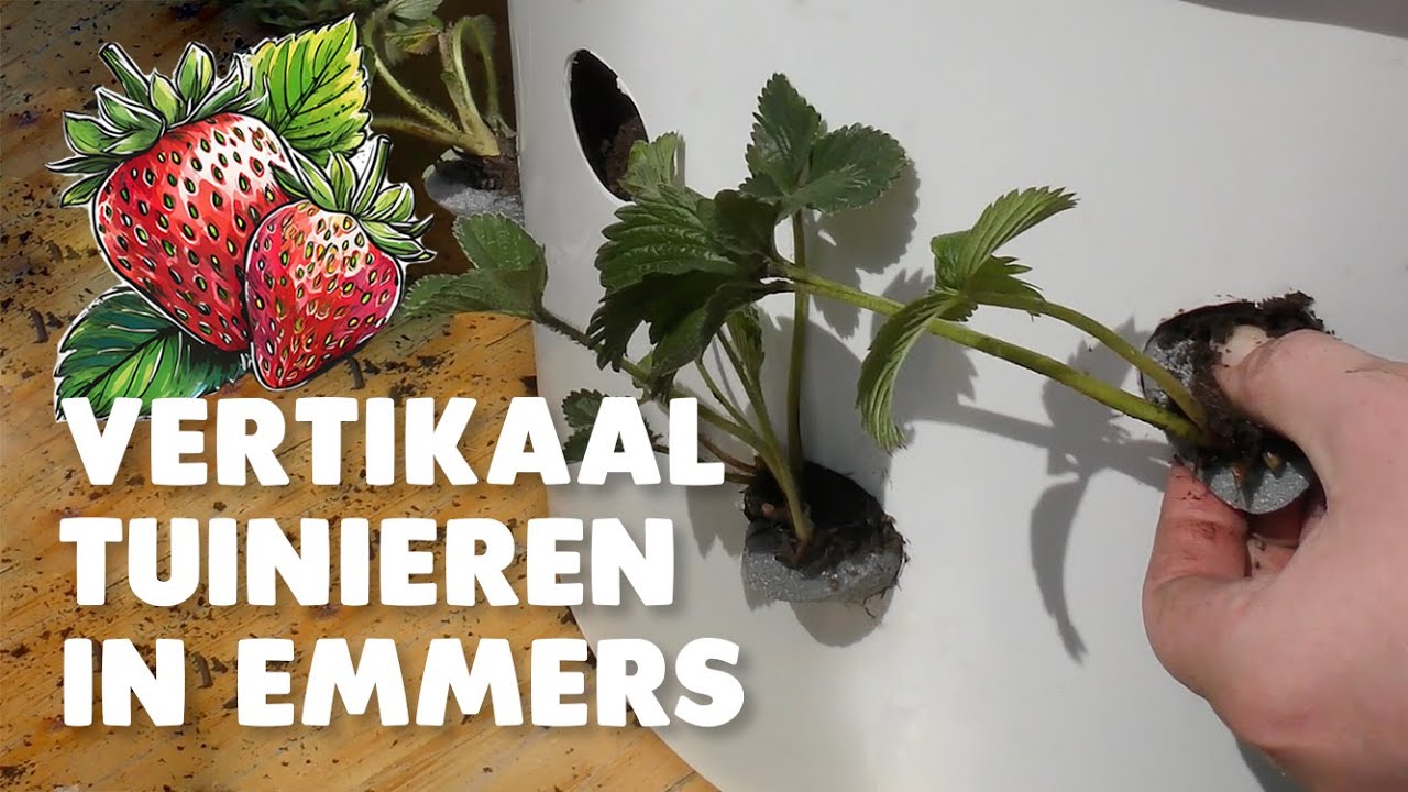 Verticaal tuinieren in emmers, aardbeien, moestuin tips
