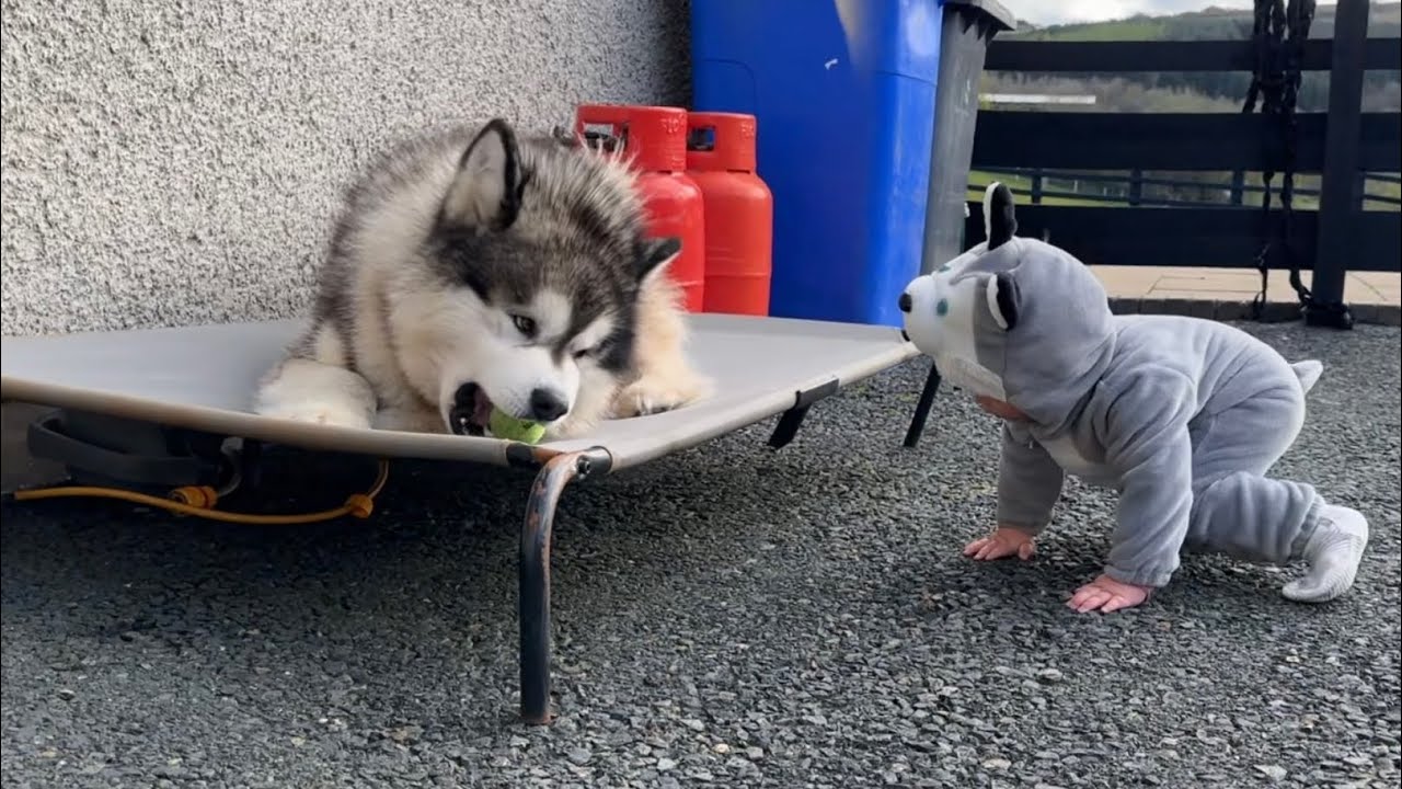 Why Is This Dog So Angry?? (Cutest Ever Angry Dog!!)