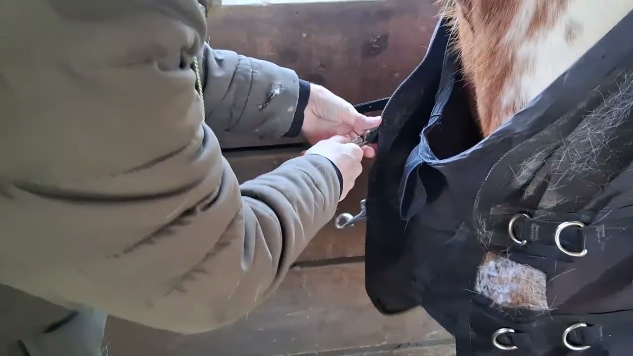 Putting on Horse Blanket