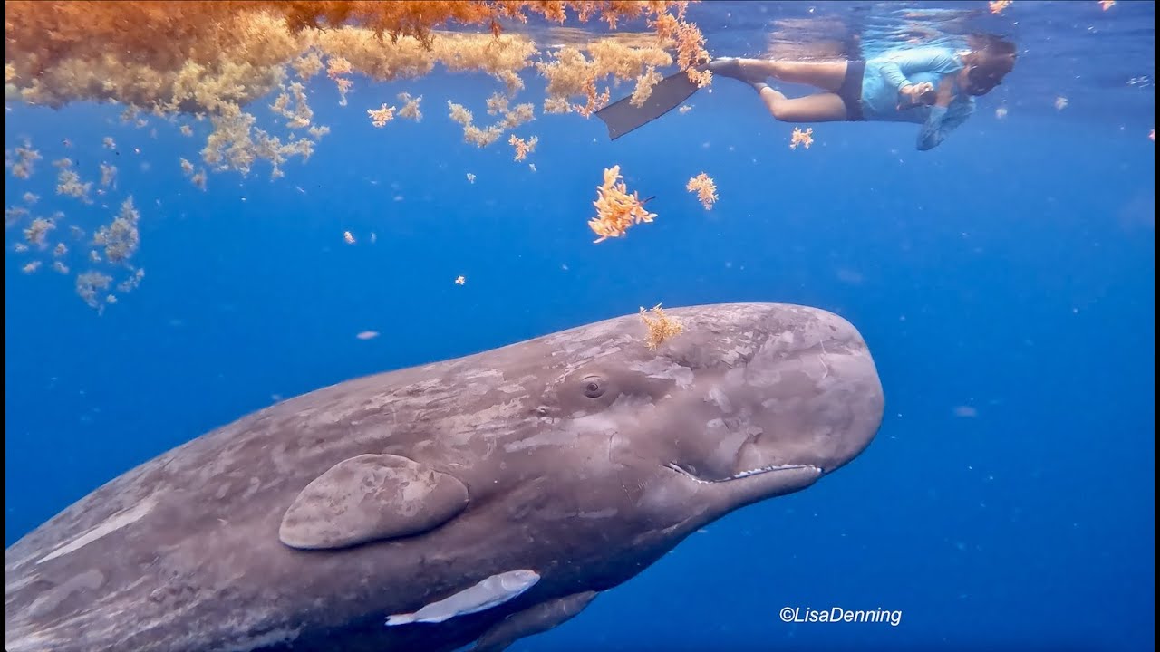 Baby Sperm Whale Stops to Play
