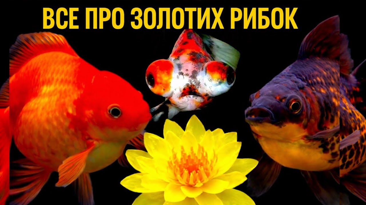Золоті рибки: правда про породи, рюкін, оранда та секрети утримання