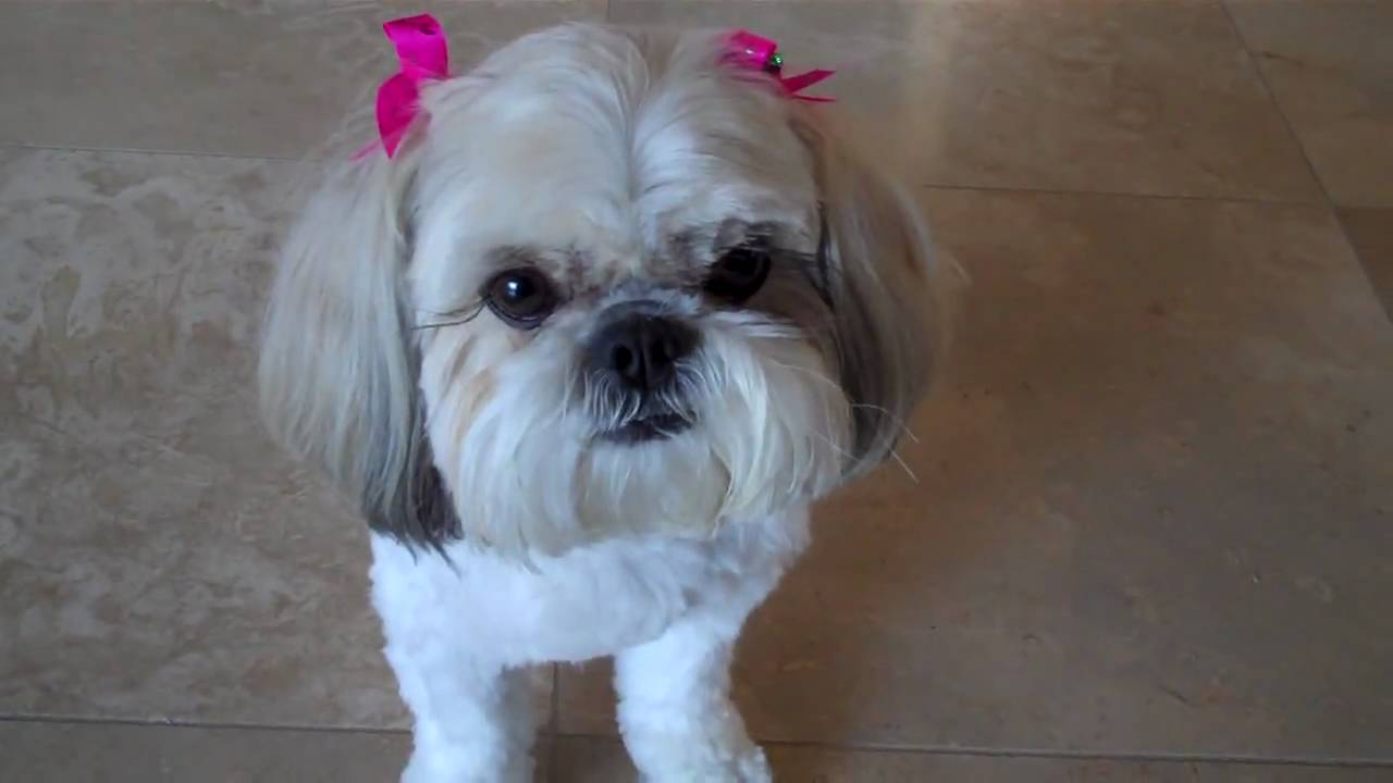 Shih Tzu Doing Dog Tricks!