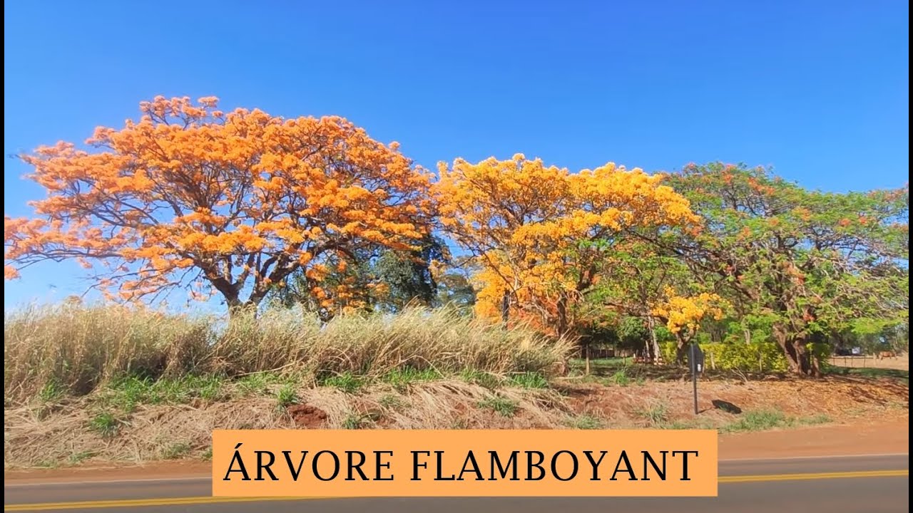 O exótico Flamboyant, e suas belas cores!!!