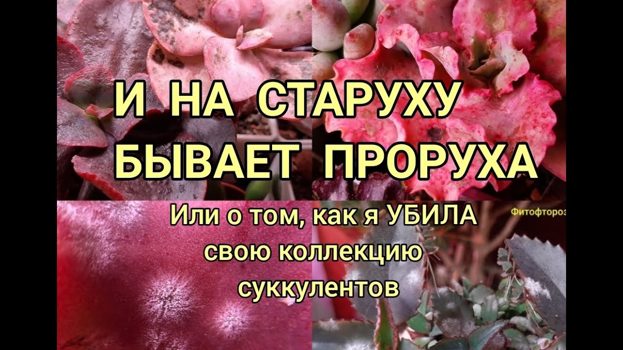 И на старуху бывает проруха. Гибель коллекции суккулентов.
