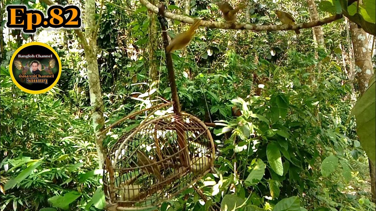 เสียงนกกรงดอกแตงEp.82 ดวลเพลงกับนกป่า!!Birds sounds#นกดอกแตงเจ้าแบงค์ suara merbah lekir 03/10/2564