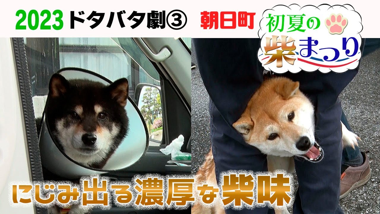 2023狂犬病予防注射会場のドタバタ劇③ 朝日町 初夏の柴まつり