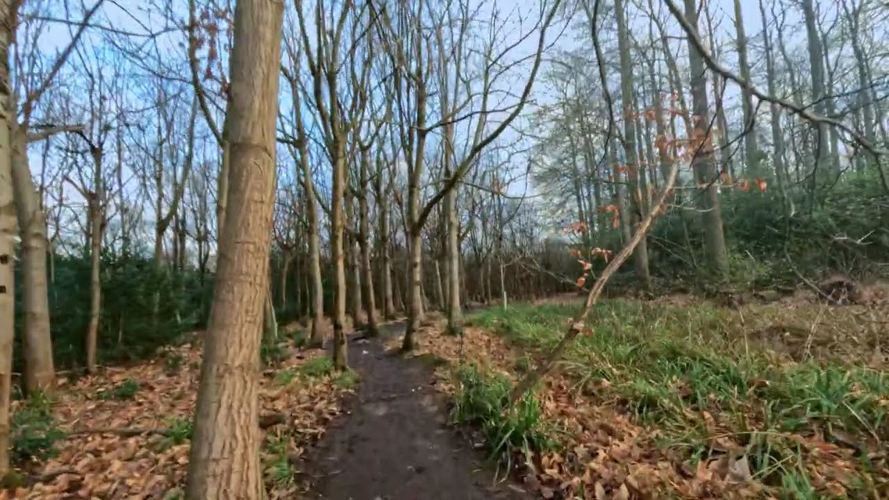 Forest Walk 4K | Peaceful Nature Sounds | No Talking