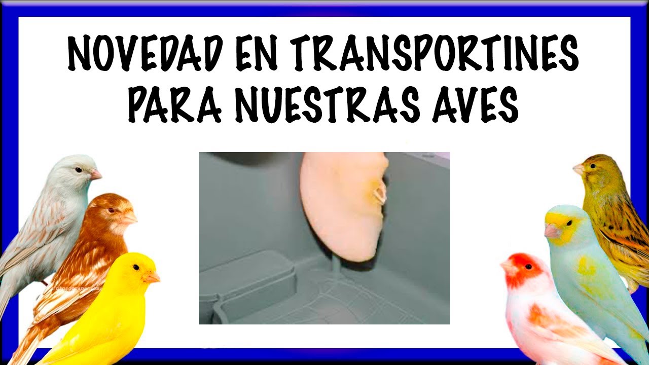 NOVEDAD EN TRANSPORTINES🎁PARA NUESTRAS AVES🐥
