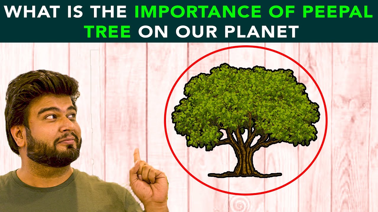 What Is The Importance Of Peepal Tree On Our Planet | Anuj Ramatri - An EcoFreak