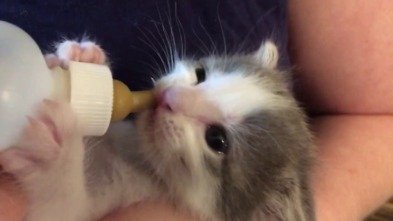Bottle fed kitten