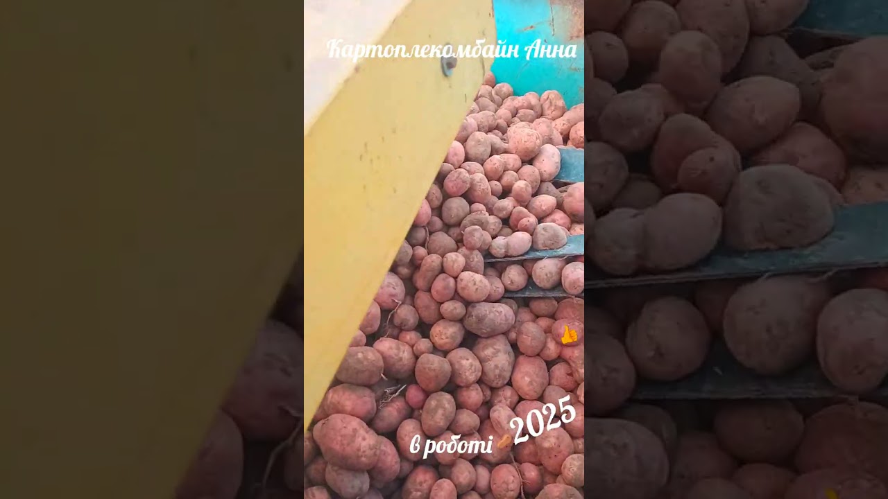 Картоплекомбайн Анна в роботі 🥔#трактор 