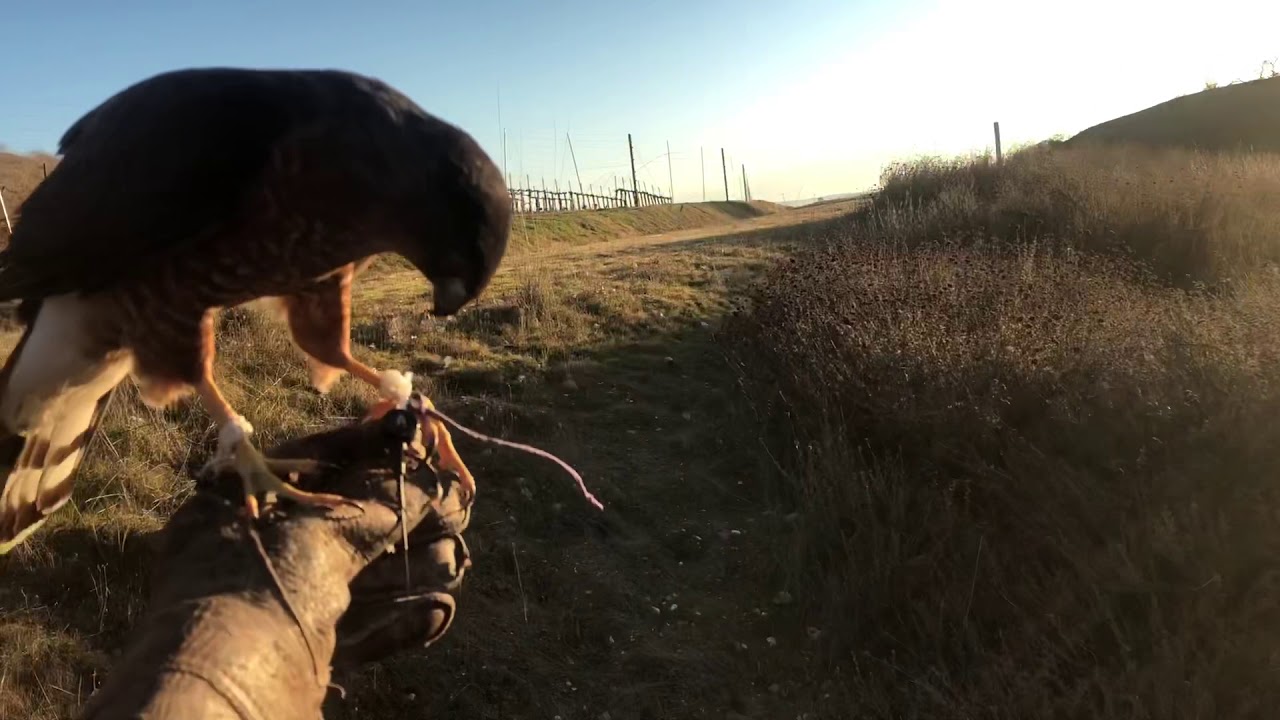 Cooper&rsquo;s hawk and English Setter on Quail