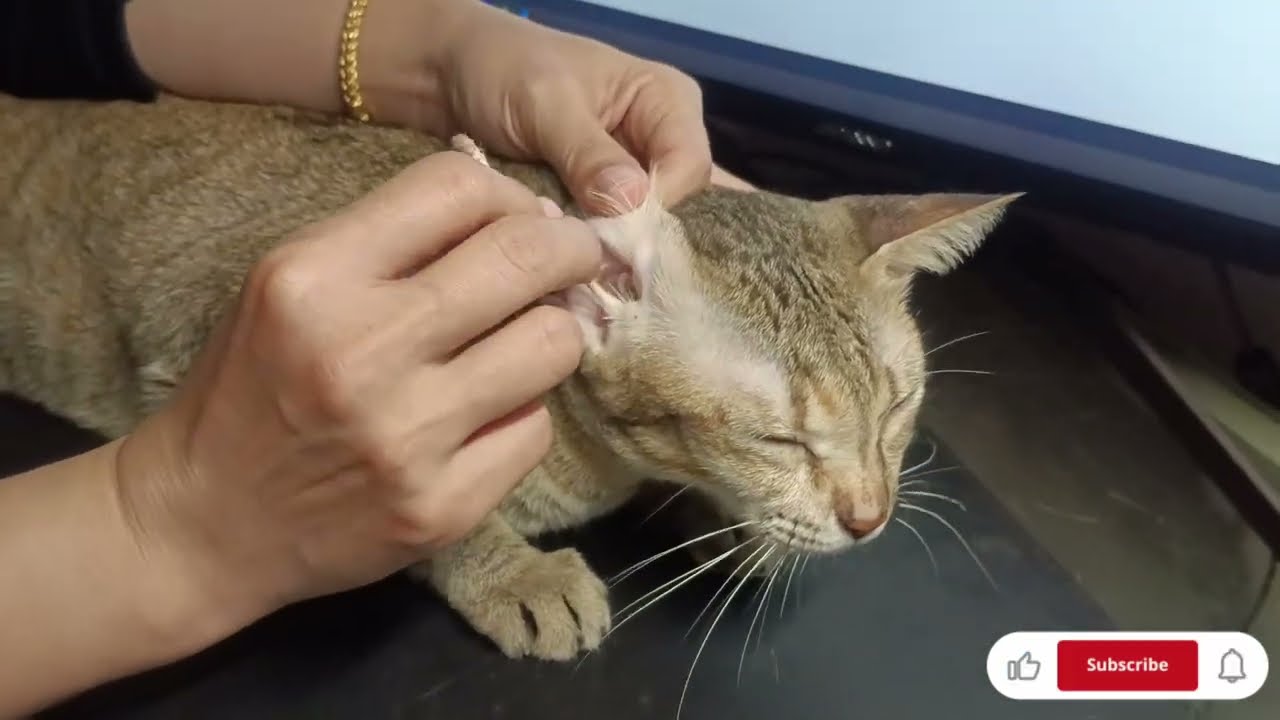 Cat Ear Cleaning grooming at Home | Meow Family