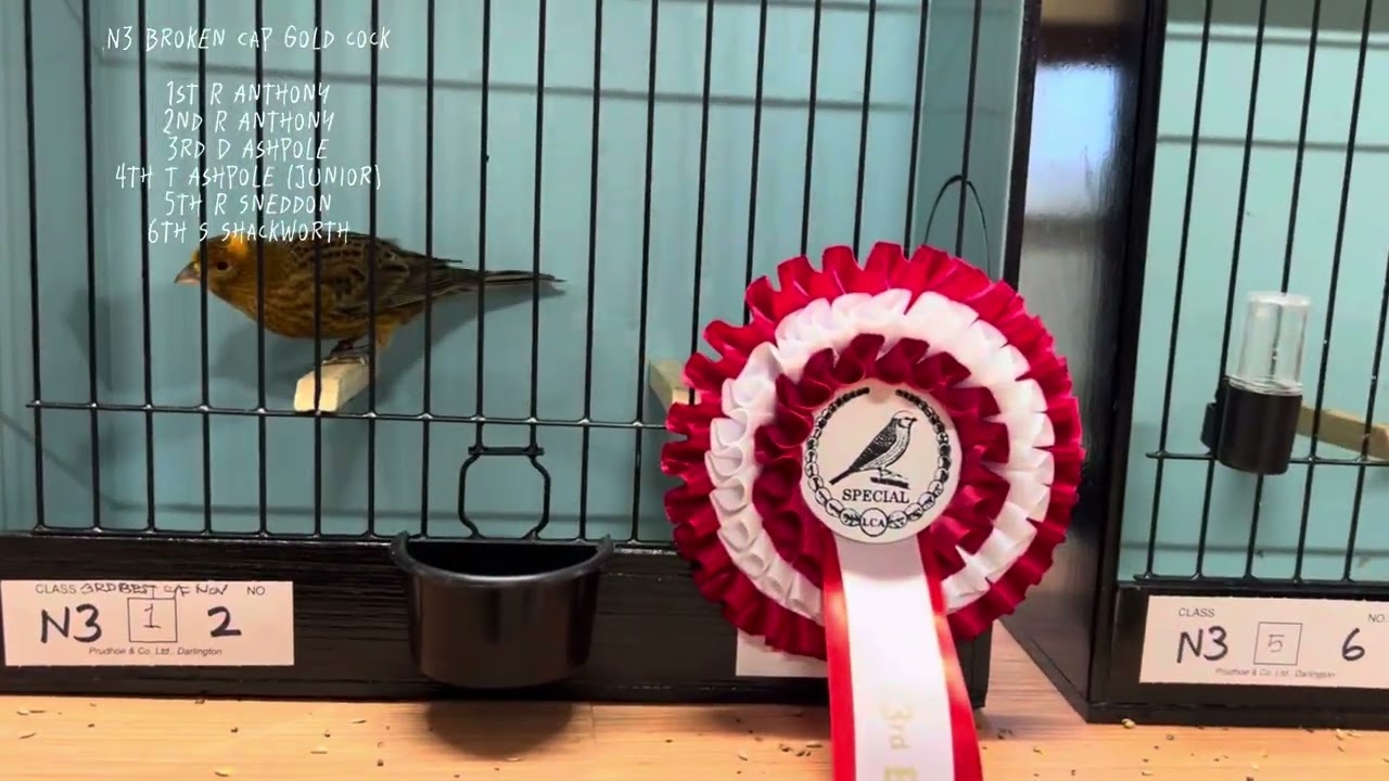 The Lizard Canary Association Classic UK All Lizard Show November 2024