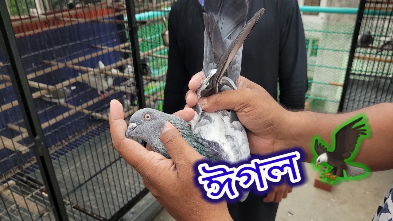 ছোট ভাই শান্ত ও শাওনের ৪০-৪৫ কিলো টস ও পাল্লা করা কিছু কবুতর🕊💖(Part 1) Miraj Pigeon