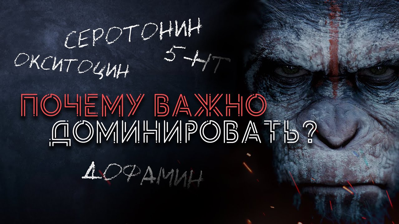 Социальный статус и гормоны / Почему ты должен Доминировать?