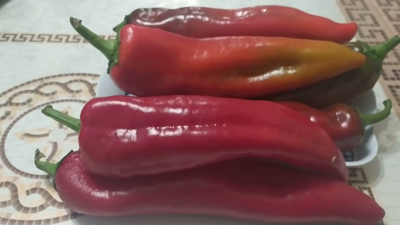 Самые вкусные длинноплодные перцы/ КАКАДУ /БИЗОН/ ПАПРИКА/ ЗОЛОТОЙ КЛЮЧИК