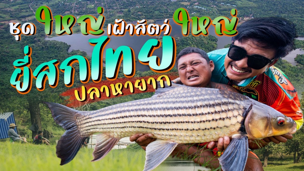 ชุดใหญ่เฝ้าสัตว์ใหญ่ ยี่สกไทย ปลาหายาก