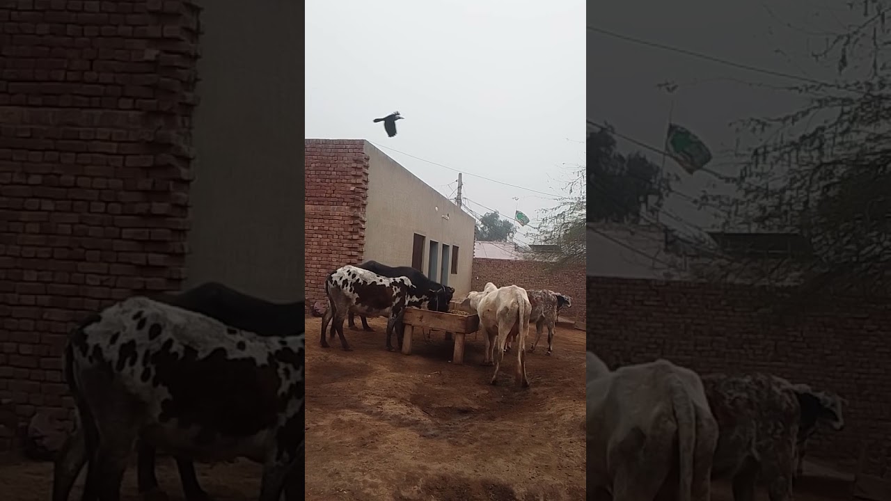Feeding Crops to Our Livestock 🐃🌿 #farming #kissan #subscribe