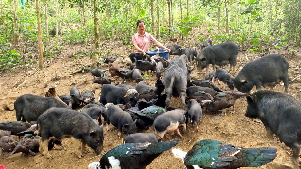 Farm life, living in the forest with pig, chicken and duck