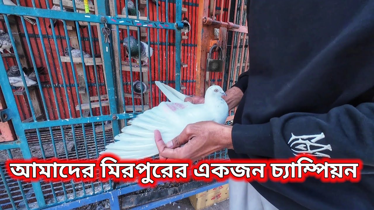 Today's video is about Shakib Bhai's pigeon results and some other topics🥰