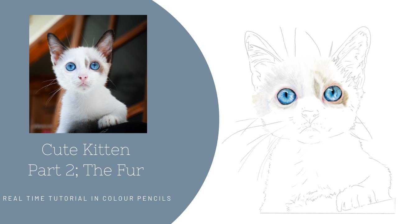 How to Draw a Realistic Kitten in Colour Pencils | Real Time Tutorial | Part 2 The Fur